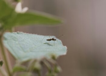 Zoonotic Diseases: How Animal Illnesses Infect Humans